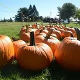 Treworgy Family Orchards's Corn Maze photo