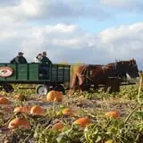 Treworgy Family Orchards's Corn Maze photo