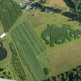 Treworgy Family Orchards's Corn Maze photo