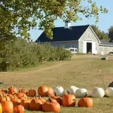 Treworgy Family Orchards's Corn Maze photo