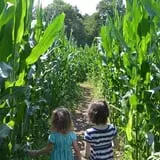 Treworgy Family Orchards's Corn Maze photo