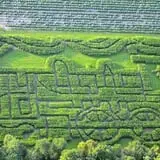 Treworgy Family Orchards's Corn Maze photo