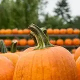 Treworgy Family Orchards's Corn Maze photo