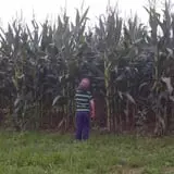 Treworgy Family Orchards's Corn Maze photo