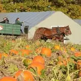 Treworgy Family Orchards's Corn Maze photo