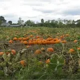 Treworgy Family Orchards's Corn Maze photo