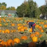 Treworgy Family Orchards's Corn Maze photo