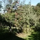 Pleasant Pond Orchard photo