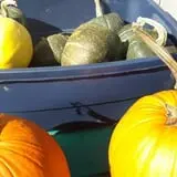 Pleasant Pond Orchard photo