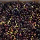 Pleasant Pond Orchard photo
