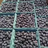 Pleasant Pond Orchard photo