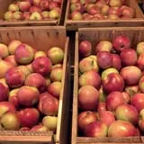 Pleasant Pond Orchard photo