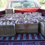 Pleasant Pond Orchard photo