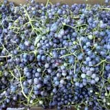 Pleasant Pond Orchard photo
