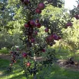 Pleasant Pond Orchard photo