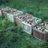 Pleasant Pond Orchard photo