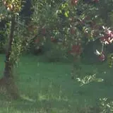 Pleasant Pond Orchard photo