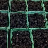 Pleasant Pond Orchard photo