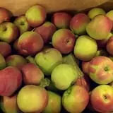 Pleasant Pond Orchard photo