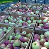 Pleasant Pond Orchard photo