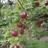Pleasant Pond Orchard photo