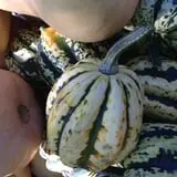 Hackleboro Orchards photo