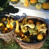 Hackleboro Orchards photo