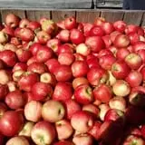 Hackleboro Orchards photo