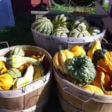 Hackleboro Orchards photo