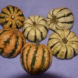Hackleboro Orchards photo