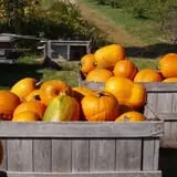Hackleboro Orchards photo