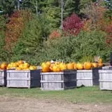 Hackleboro Orchards photo