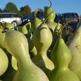 Hackleboro Orchards photo