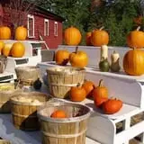 Hackleboro Orchards photo