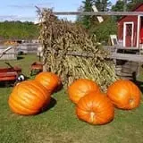 Hackleboro Orchards photo