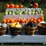 Hackleboro Orchards photo