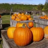Hackleboro Orchards photo