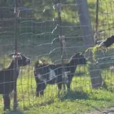 Hackleboro Orchards photo