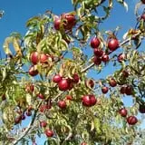 Hackleboro Orchards photo