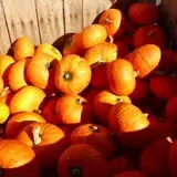 Hackleboro Orchards photo