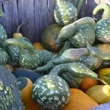 Hackleboro Orchards photo