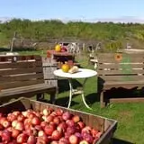 Hackleboro Orchards photo