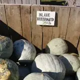 Hackleboro Orchards photo
