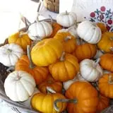 Hackleboro Orchards photo
