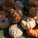 The Pumpkin Hollow photo