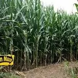 The Pumpkin Hollow photo
