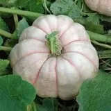The Pumpkin Hollow photo