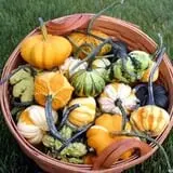 The Pumpkin Hollow photo