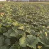 The Pumpkin Hollow photo