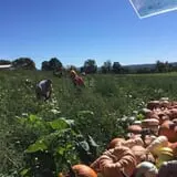 The Pumpkin Hollow photo